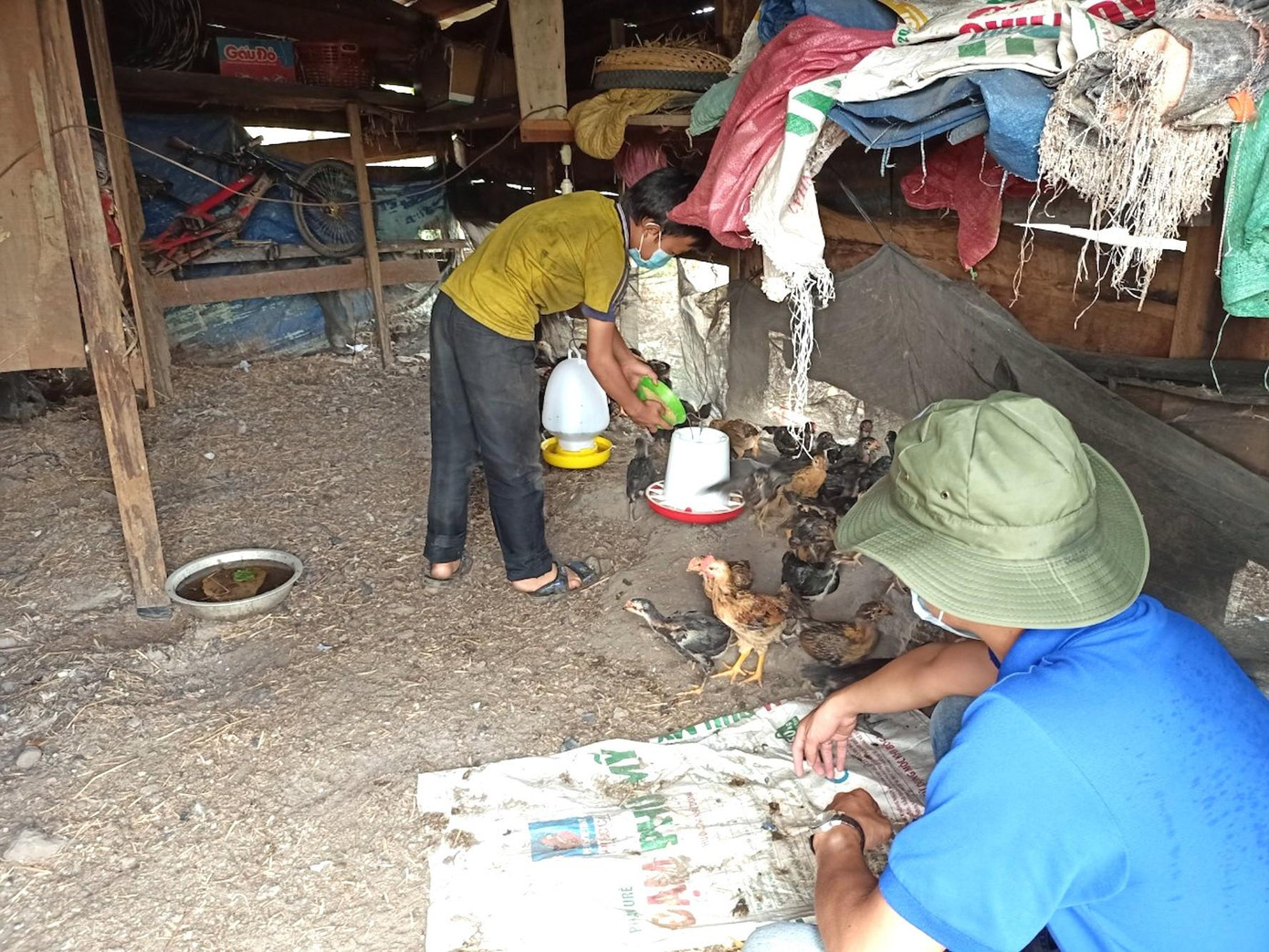 5 đàn gà giống (mỗi đàn 40 con) được tặng cho các em thiếu nhi xã Ia Ga 5 đàn gà giống (mỗi đàn 40 con) được tặng cho các em thiếu nhi xã Ia Ga