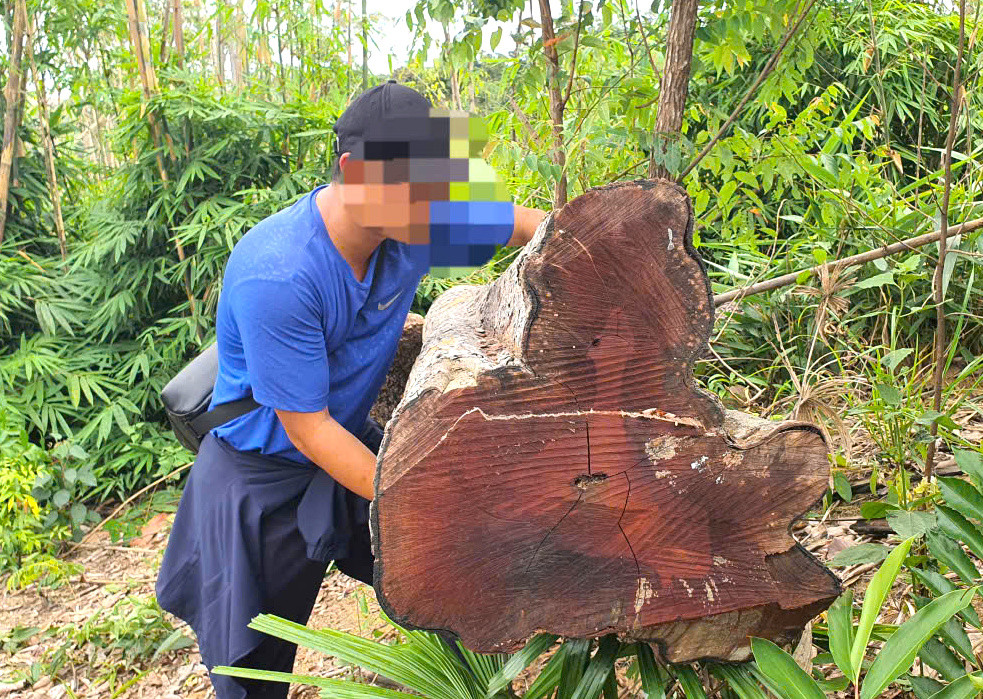 Một thân gỗ bị đốn hạ trong vụ việc