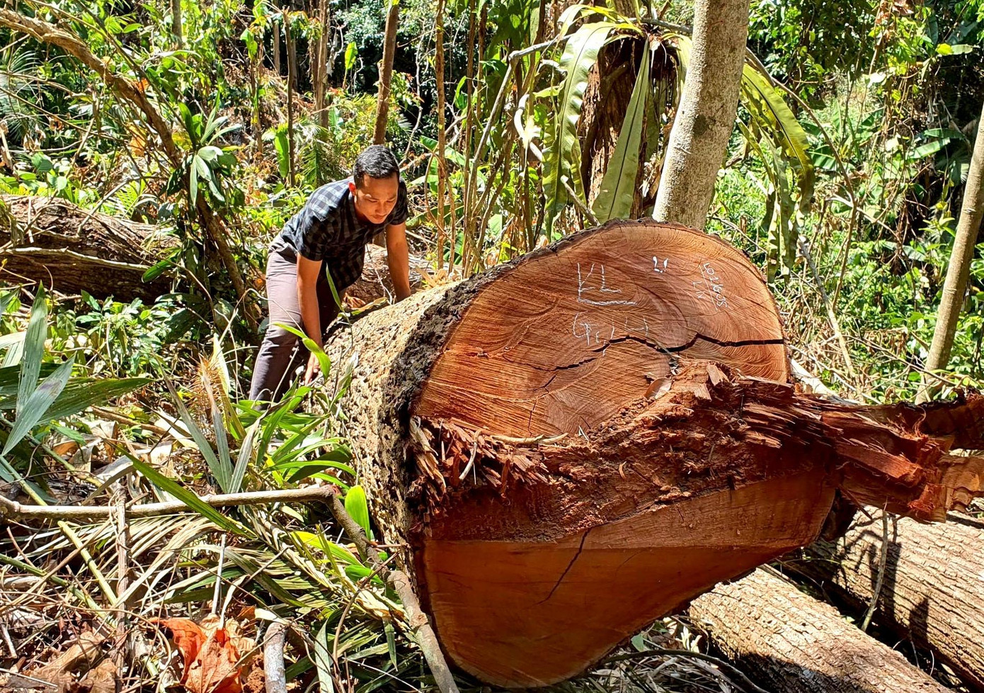 Một vụ khai thác lâm sản trái phép ở Kon Tum Một vụ khai thác lâm sản trái phép ở Kon Tum