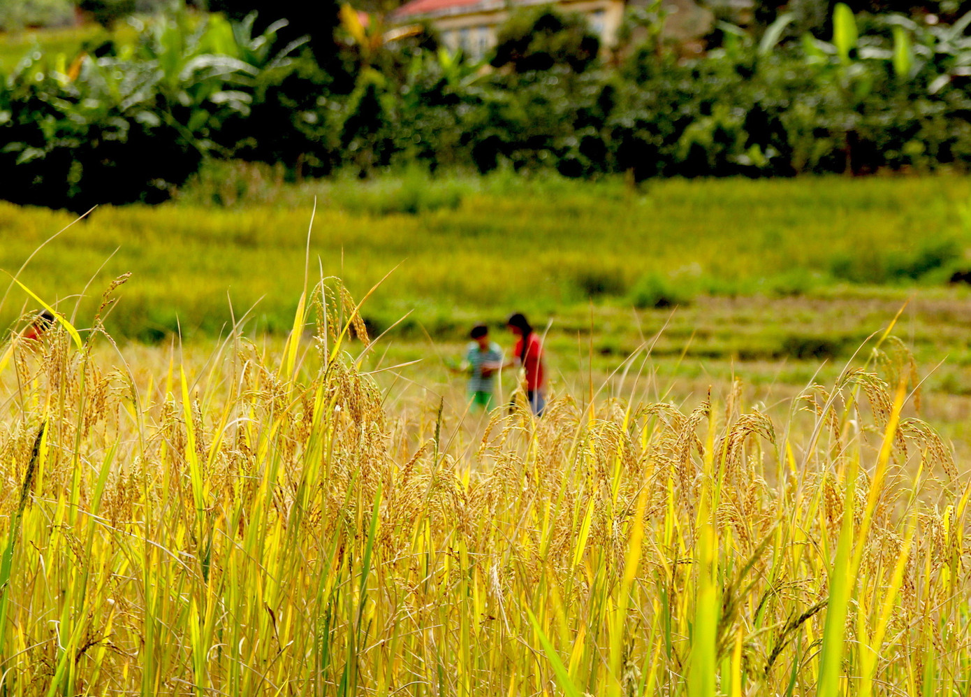 Thời điểm tháng 10 hàng năm, cánh đồng lúa hơn 200ha của người Xơ Đăng (thuộc xã Măng Ri, huyện Tu Mơ Rông) chín vàng Thời điểm tháng 10 hàng năm, cánh đồng lúa hơn 200ha của người Xơ Đăng (thuộc xã Măng Ri, huyện Tu Mơ Rông) chín vàng