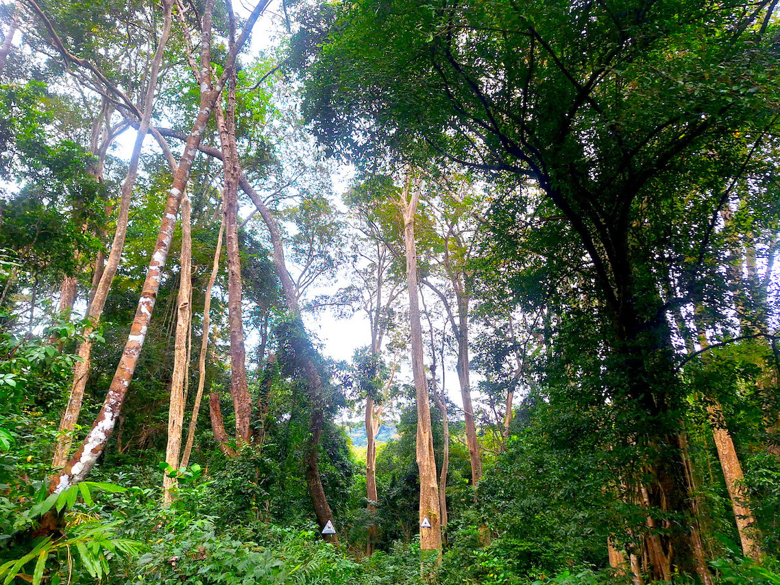 Hơn 2.000 cây giáng hương phân bố rải rác trên cánh rừng rộng cả nghìn ha với sự đa dạng sinh học cao, trong đó có nhiều quần thể gỗ quý khác.