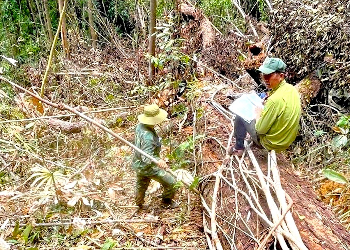 Hiện trường vụ khai thác lâm sản trái phép ở khoảnh 6, tiểu khu 692, xã Mô Rai.