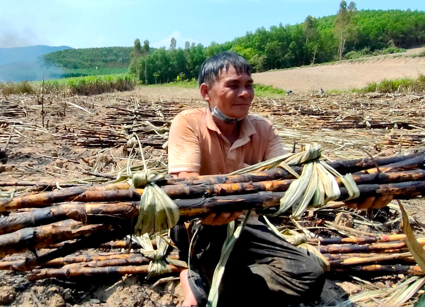 Giá thu mua mía bị cháy thấp hơn khoảng 40 ngàn đồng/tấn so với mía không bị cháy, gây thiệt hại cho nông dân
