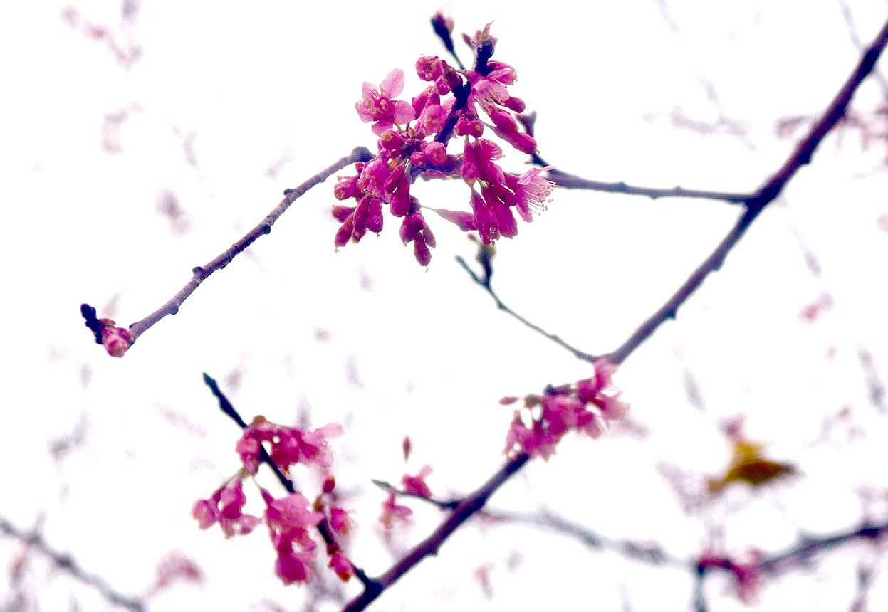 Đây được xem là năm hoa mai anh đào nở rộ và đẹp nhất từ trước đến nay ở Măng Đen vì vậy nên lượng du khách về đây rất nhiều, ước tính cả nghìn người mỗi ngày. Theo thống kê, huyện Kon Plong có hơn 20.000 cây hoa mai anh đào, được trồng tập trung nhiều nhất ở khu vực thị trấn Măng Đen.