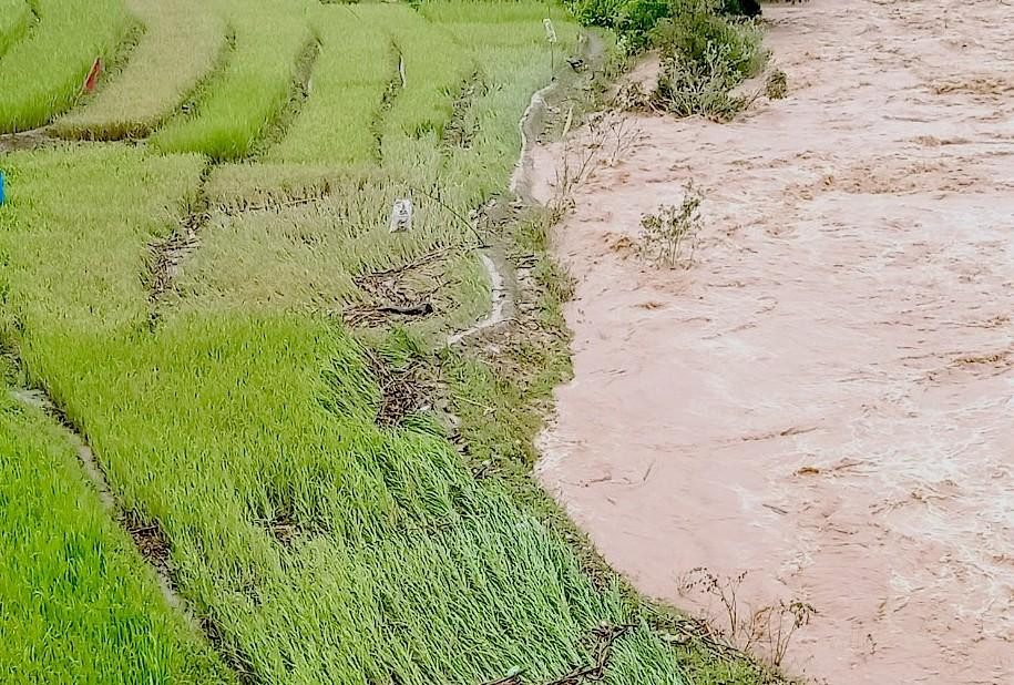 Hoa màu, nhà cửa bị thiệt nặng ở xã Đăk Na, huyện Tu Mơ Rông do bão Noru Hoa màu, nhà cửa bị thiệt nặng ở xã Đăk Na, huyện Tu Mơ Rông do bão Noru