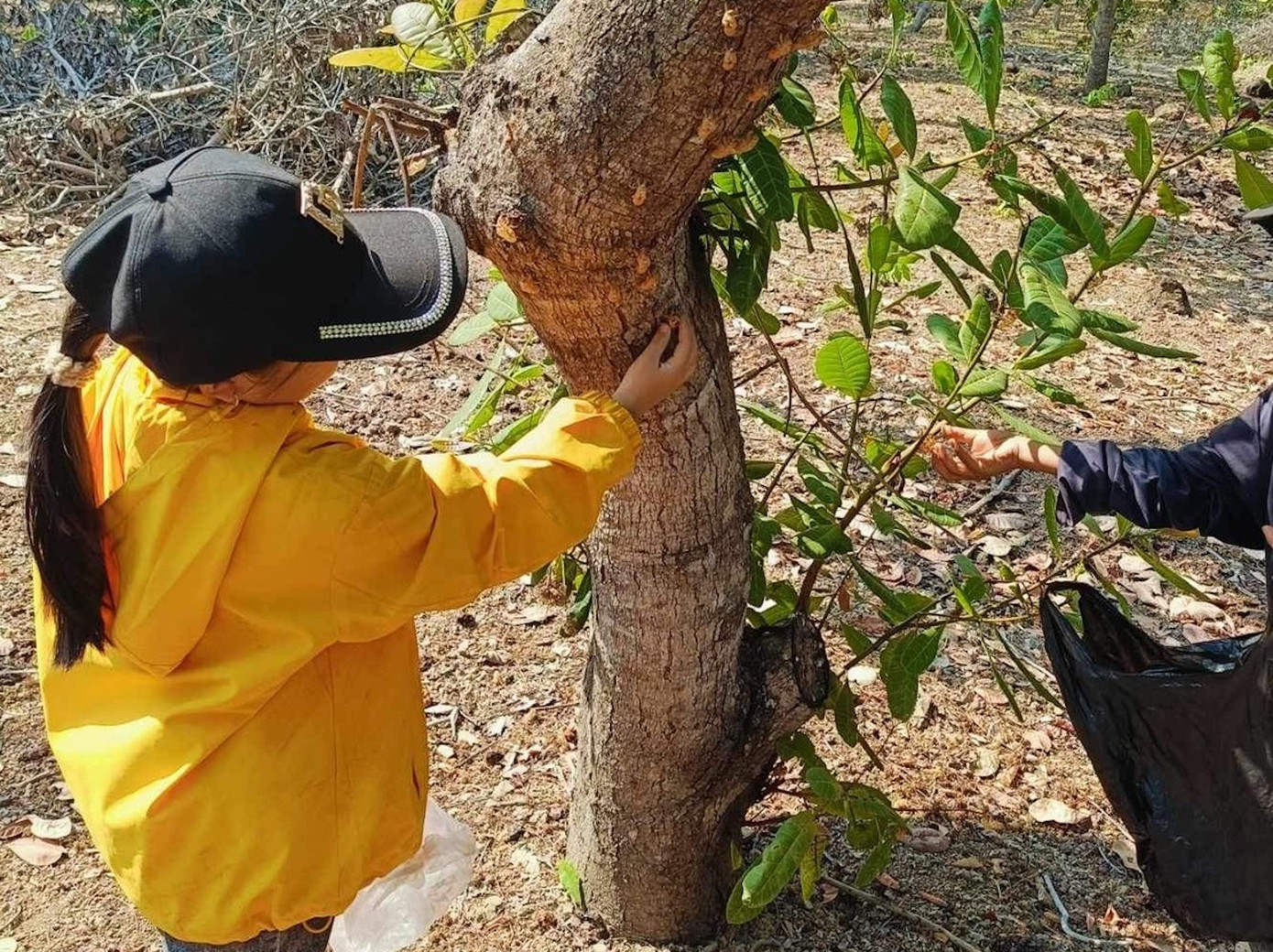 Xác ve sầu mùa này khá nhiều ở các vườn điều, cao su, hoặc trong rừng