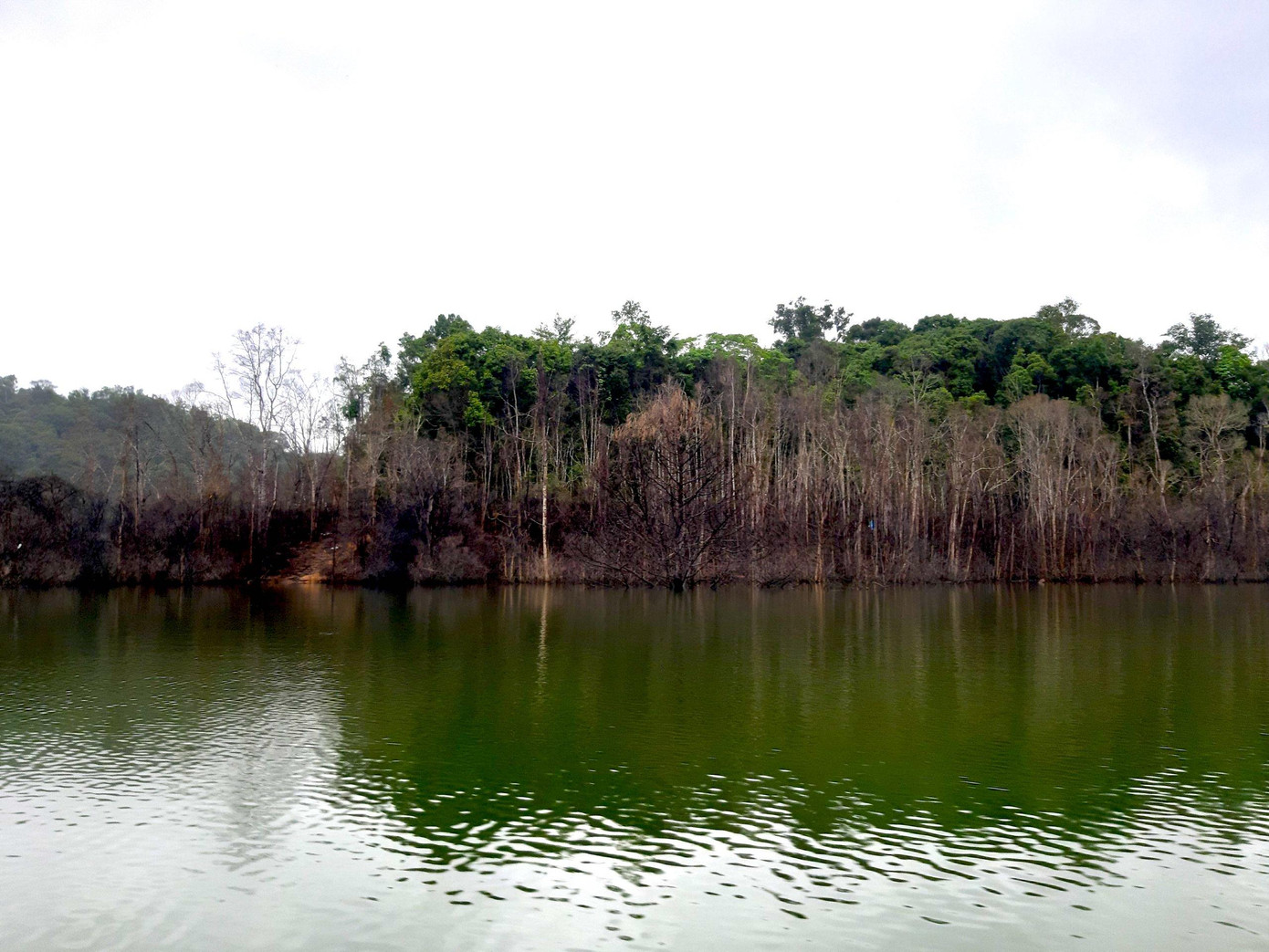 Số lượng cây rừng chết dọc theo hồ chứa nước trải dài khoảng 5km ven bờ hồ thuỷ điện Thượng Kon Tum.