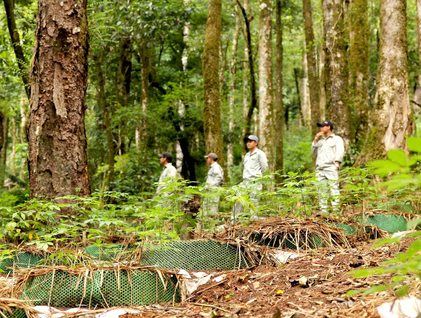 Công nhân bảo vệ 24/24 bởi giá trị của sâm Ngọc Linh rất cao khi (1kg củ sâm Ngọc Linh 10 năm tuổi có giá gần 200 triệu đồng- PV).