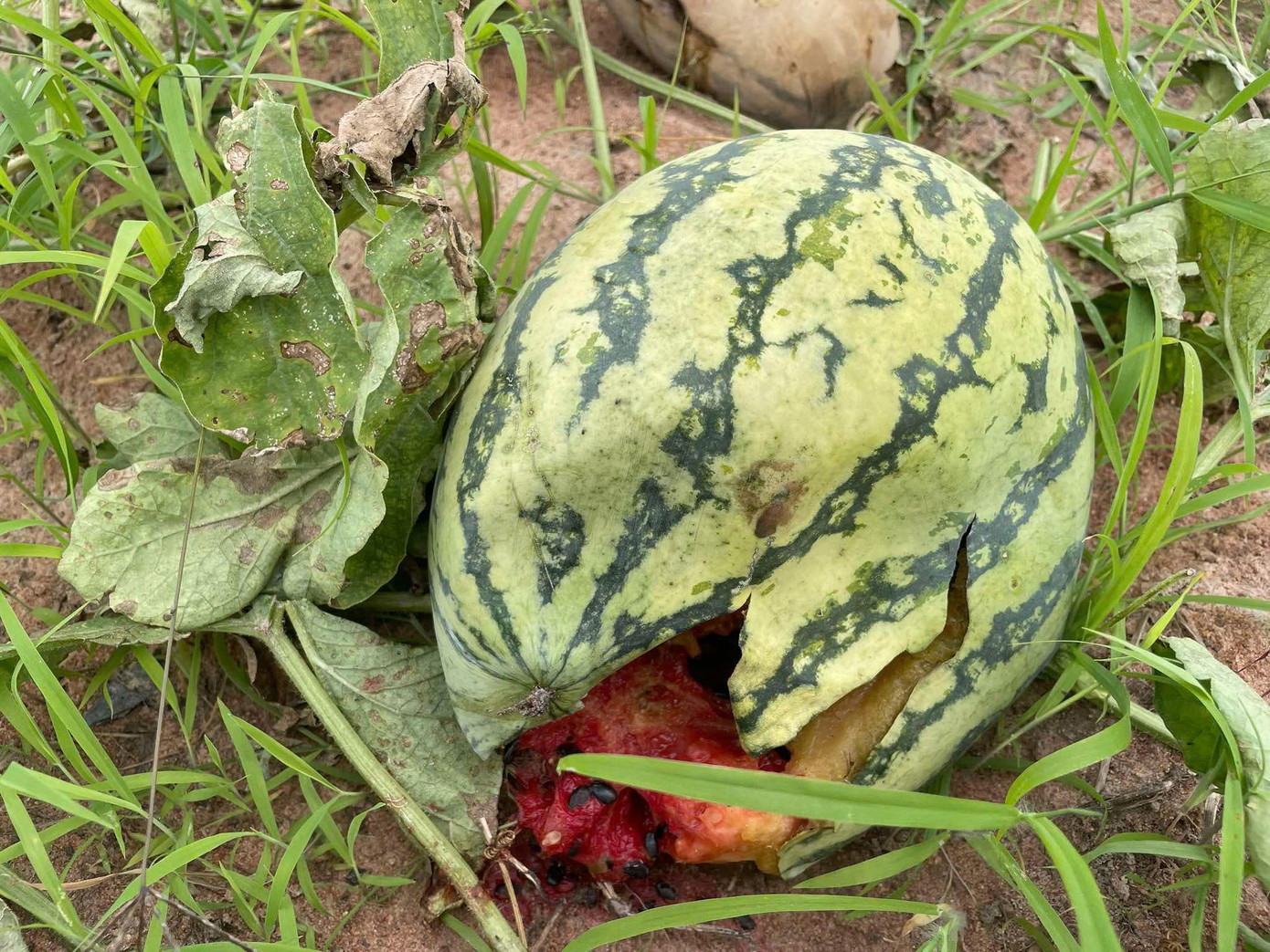 Dưa hấu thối khắp ruộng.