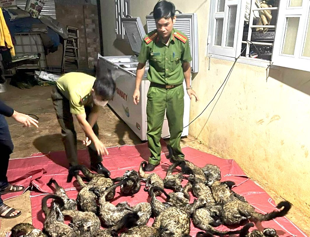 Những cá thể nghi là cầy vòi hương Những cá thể nghi là cầy vòi hương