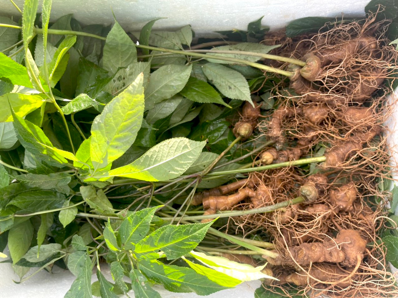 Các thùng xếp chứa các loại củ giống sâm Ngọc Linh