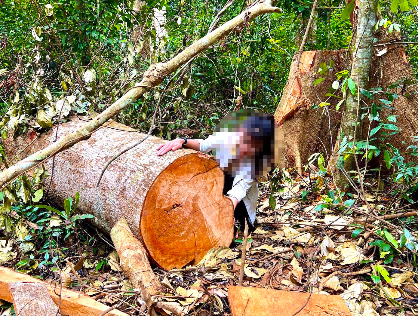 Thân gỗ hai người ôm bị đốn hạ tại hiện trường