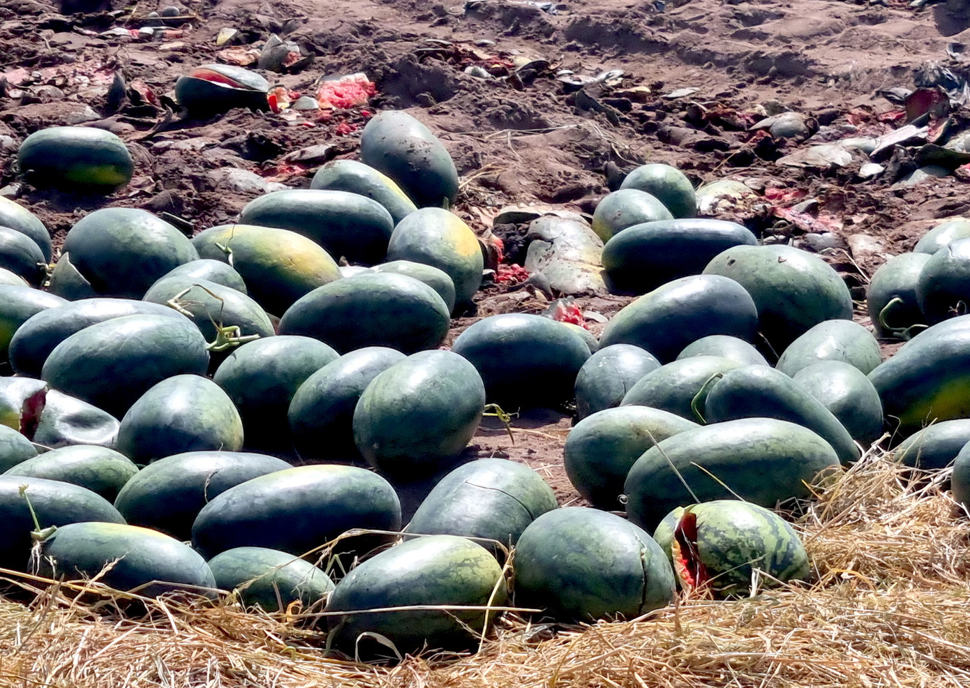 Cả tiền thuê đất, bình quân mỗi ha dưa hấu người dân phải đầu tư vào khoảng 170 triệu đồng. Tuy nhiên, với giá hiện tại, người dân sẽ bị thua lỗ nặng.