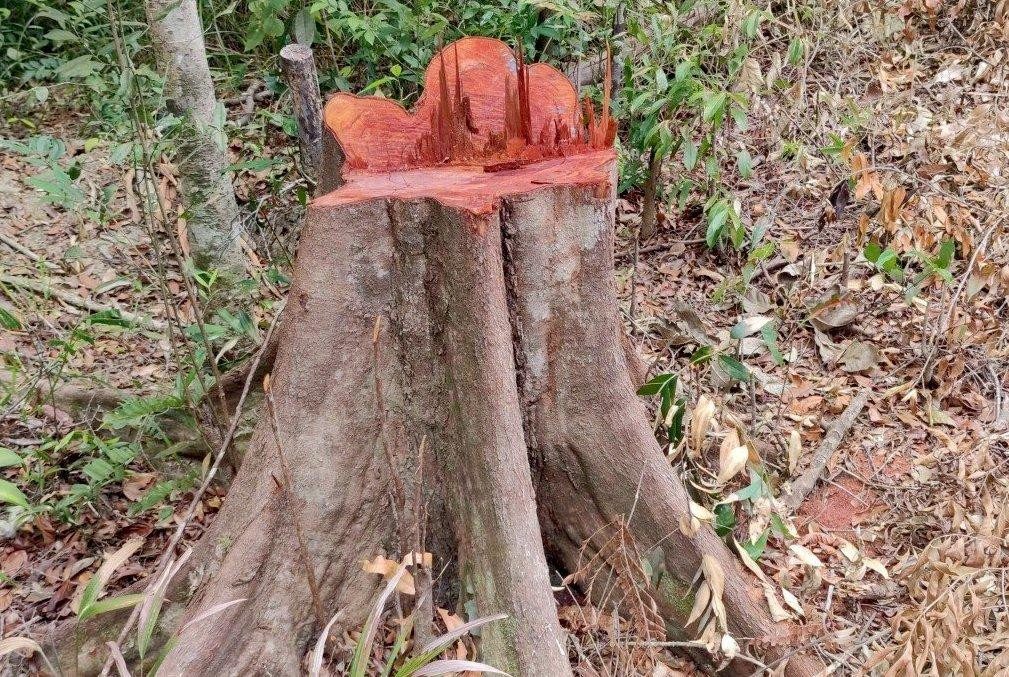 Qua tin báo của người dân, nhóm phóng viên tiếp cận hiện trường ghi nhận có 2 điểm rừng bị phá, khai thác trái phép thuộc BQLRPH Bắc Ia Grai và UBND xã Ia Bă quản lý Qua tin báo của người dân, nhóm phóng viên tiếp cận hiện trường ghi nhận có 2 điểm rừng bị phá, khai thác trái phép thuộc BQLRPH Bắc Ia Grai và UBND xã Ia Bă quản lý