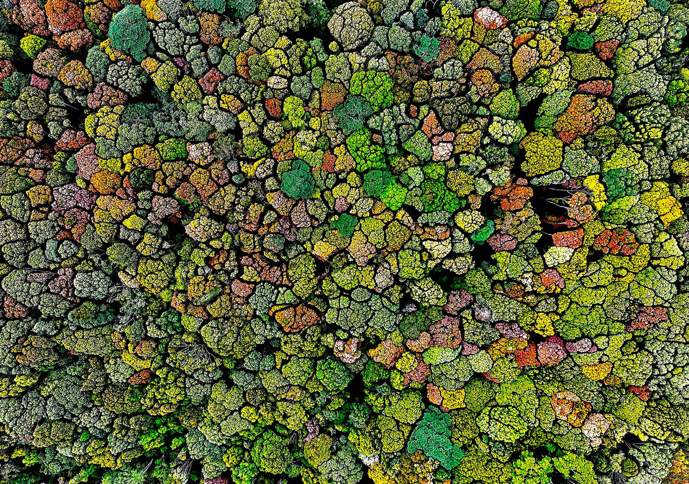 Măng Đen là thị trấn thuộc huyện Kon Plông đang nổi tiếng cả nước bởi còn giữ được những cánh rừng nguyên sinh. Khí hậu nơi đây rất mát mẻ, trong lành. Ảnh: Trần Ngọc Triều