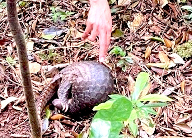 Cá thể tê tê vàng khi vừa thả ở cánh rừng thuộc Khu bảo tồn thiên nhiên Kon Chư Răng