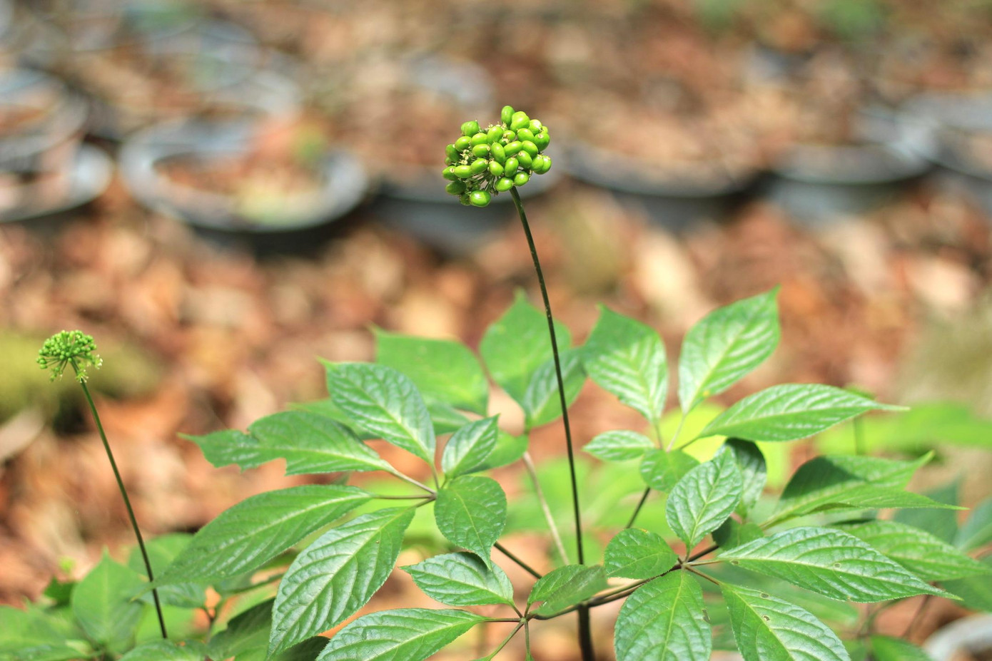 Tham gia tài trợ kim cương Giải Vô địch quốc gia marathon và cự ly dài báo Tiền Phong 2021, sâm Ngọc Linh Kon Tum K5 muốn đồng hành và lan tỏa thông điệp bảo vệ sức khỏe. Đó cũng là sứ mệnh của Công ty CP sâm Ngọc Linh Kon Tum trong việc nghiên cứu và sản xuất những sản phẩm phục vụ sức khỏe cộng đồng. Gian hàng lần này tại thành phố Pleiku trưng bày các sản phẩm của Công ty CP sâm Ngọc Linh Kon Tum bao gồm K5 trà lá sâm Ngọc Linh, K5 dịch chiết sâm Ngọc Linh, K5 rượu sâm Ngọc Linh Gold, K5 rượu sâm Ngọc Linh Blue. Đặc biệt là dòng sản phẩm bảo vệ sức khỏe Love good For Women’s Health và Love good For Men’s Health được nhiều khách đón nhận. Ông Nguyễn An- Giám đốc Khối thương mại của Công ty CP sâm Ngọc Linh Kon Tum cho biết, các vận động viên giải Tiền Phong Marathon rất thích dòng sản phẩm K5 dịch chiết Sâm Ngọc Linh. Ông An chia sẻ, đây là dòng sản phẩm nên dùng cho các vận động viên để hổ trợ thể lực, cũng là món quà "tinh tuý" từ đại ngàn. Ông An nhấn mạnh, thông qua giải Tiền Phong Marathon 2021, thương hiệu Sâm Ngọc Linh Kon Tum K5 muốn gửi tới cộng đồng cùng lan tỏa lối sống xanh, sống khỏe, sống hạnh phúc. Có sức khỏe là có hạnh phúc.