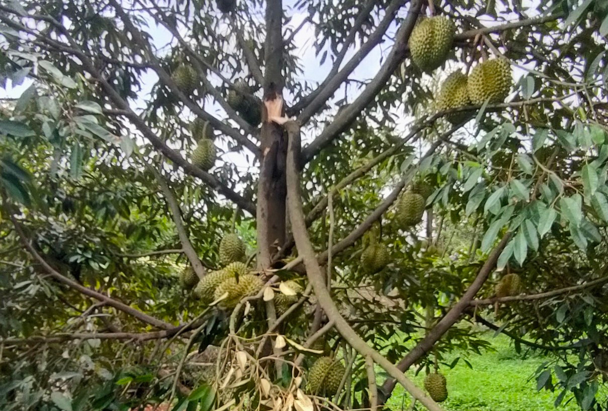 Cây sầu riêng khá mềm, có thớ ở các nhánh nên khi gặp gió lớn rất dễ gãy cành