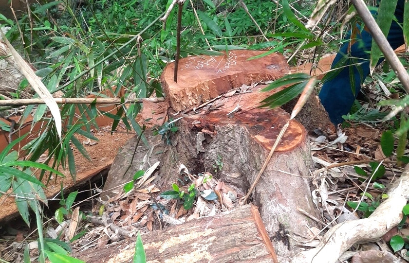 Hiện trường một thân gỗ bị cưa hạ trong vụ án.