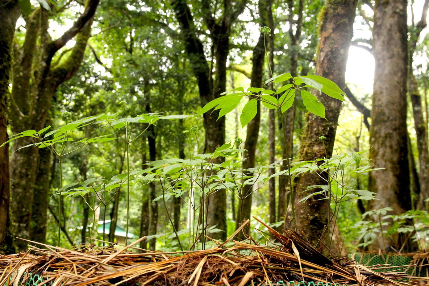 Ông A Rin (70 tuổi, xã Tê Xăng, huyện Tu Mơ Rông), công nhân của Công ty Cổ phần Sâm Ngọc Linh Kon Tum vui vẻ nói: "Mình cùng mọi người bứng những cây sâm Ngọc Linh hơn 10 năm tuổi dồn gần lại với nhau, chia thành từng ô tròn. Việc này để công nhân tiện chăm sóc, bảo vệ. Sợ cả trộm người và "trộm" chuột. Củ sâm Ngọc Linh đắt như vàng nên chăm vất vả lắm, mưa nắng gì cũng phải chạy ra nhìn nó".