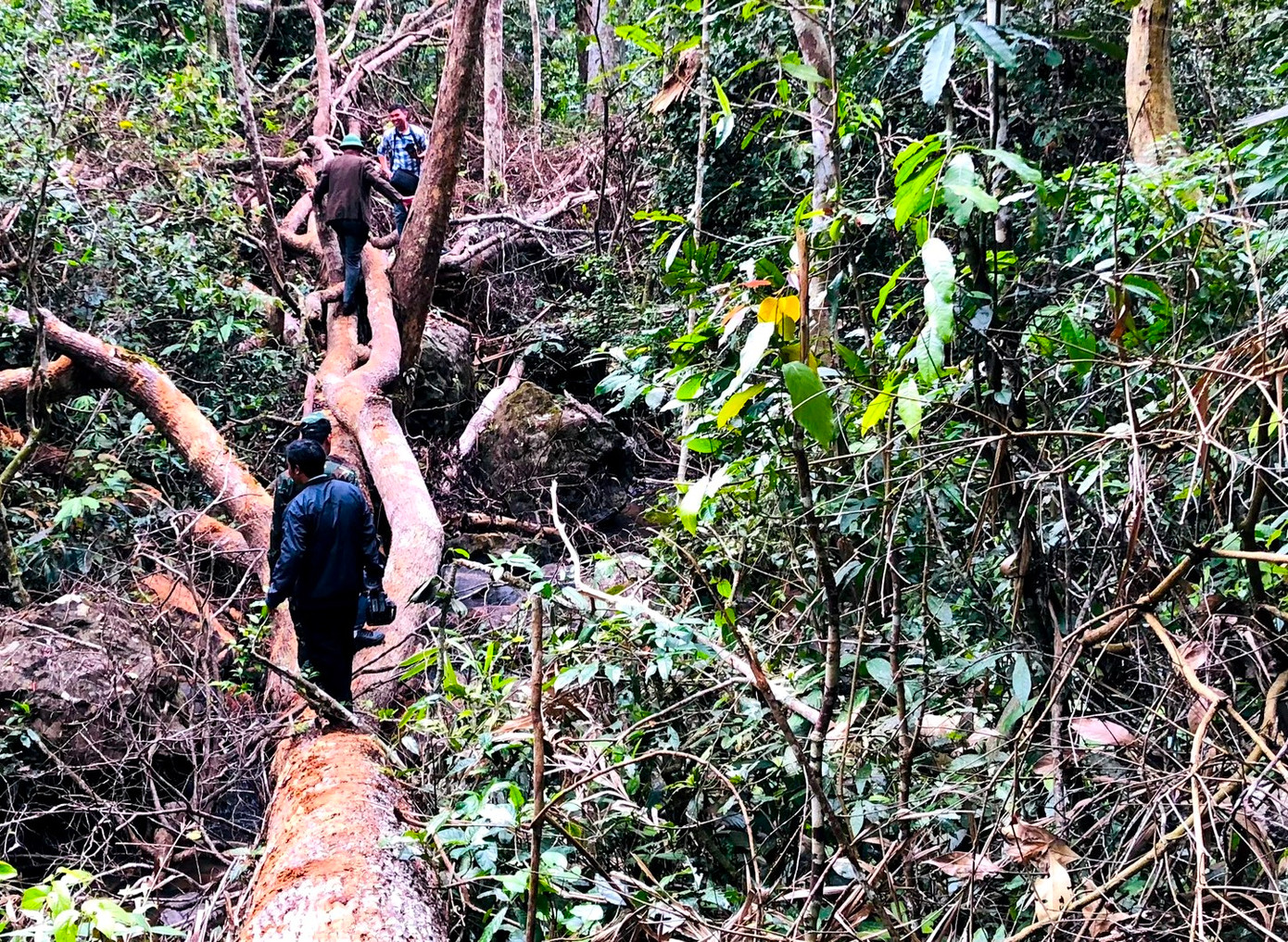 Trước tính chất nghiêm trọng vụ của phá rừng, Chủ tịch UBND huyện Kbang dẫn đầu đoàn kiểm tra tại hiện trường
