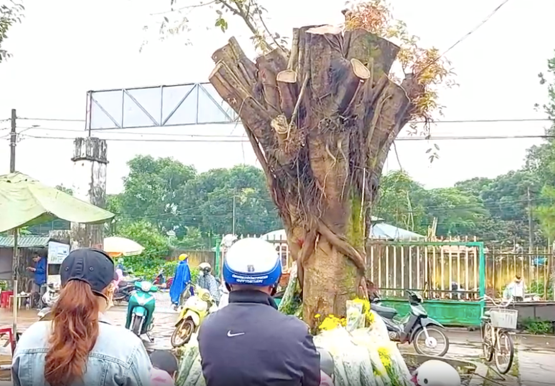 Trên cây si có hình ảnh giống khuôn mặt người