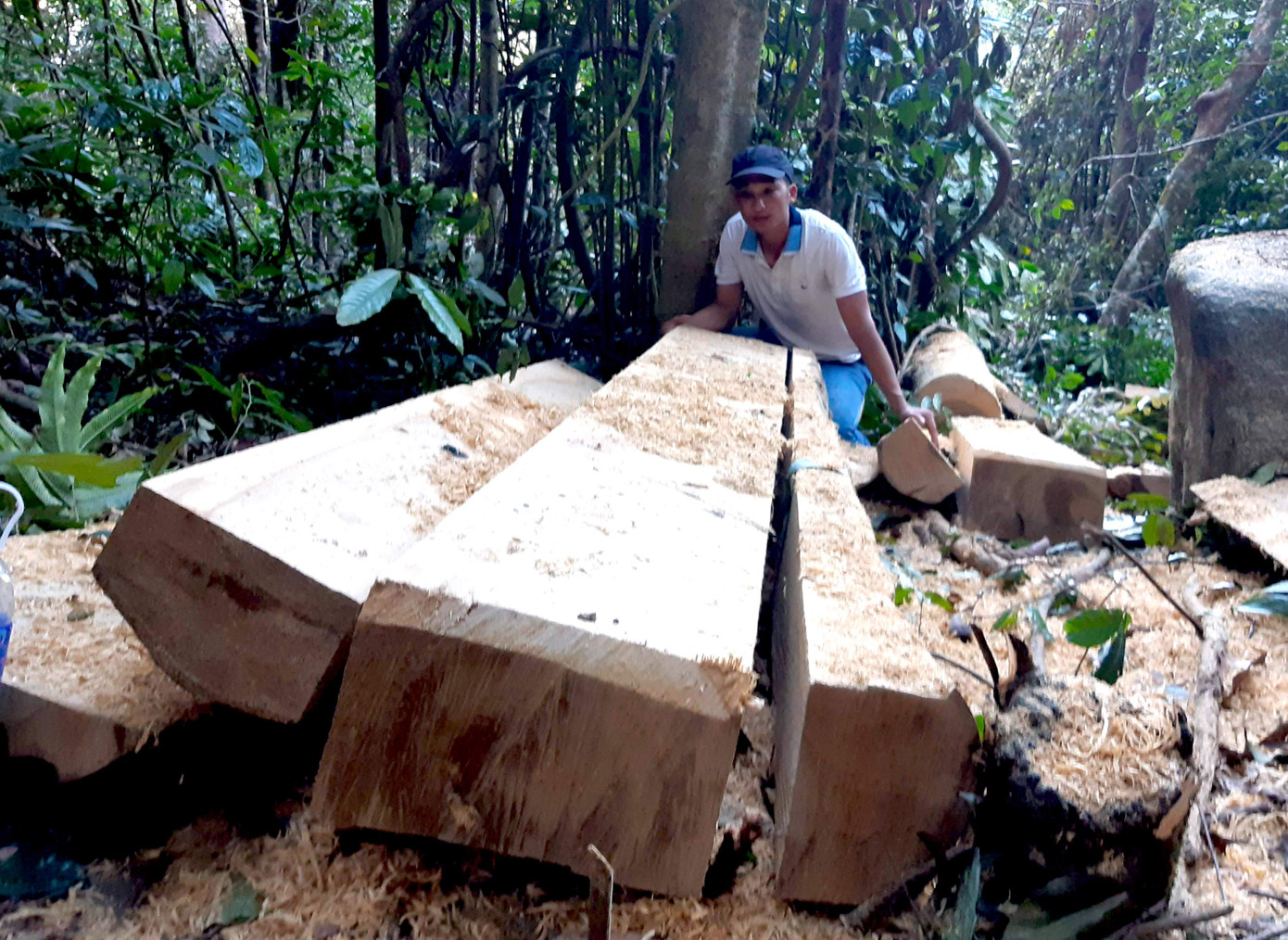 Hiện trường một vụ khai thác lâm sản ở huyện Kông Chro