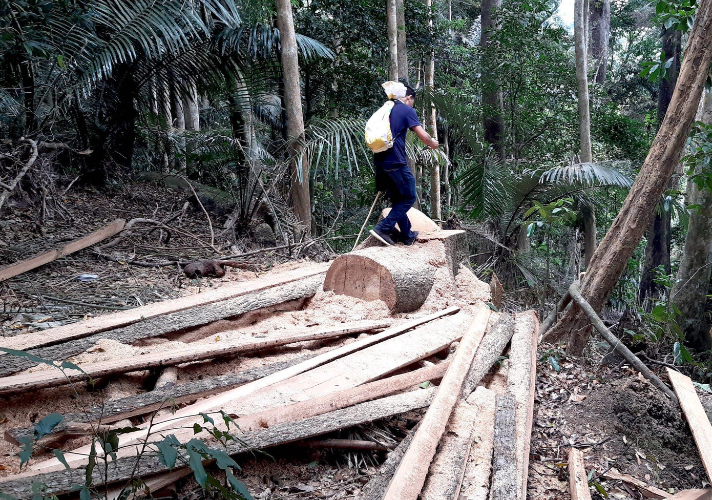 Hiện trường một vụ khai thác lâm sản trái phép ở huyện Krông Chro Hiện trường một vụ khai thác lâm sản trái phép ở huyện Krông Chro