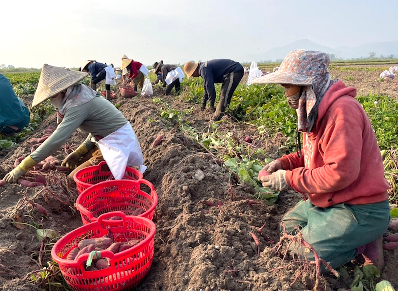 Năng suất khoai lang giống Nhật năm nay ở Gia Lai không cao.