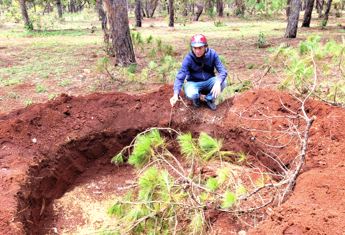 Một cây thông trong dự án sân golf do Tập đoàn FLC làm chủ bị bứng gốc Một cây thông trong dự án sân golf do Tập đoàn FLC làm chủ bị bứng gốc