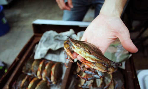 Mẹo đi chợ mua hải sản an toàn đầu năm ảnh 4