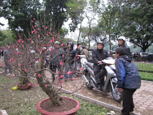 4 triệu để thuê gốc đào này về chơi Tết, và muốn mua đứt nó, phải trả 8 triệu đồng