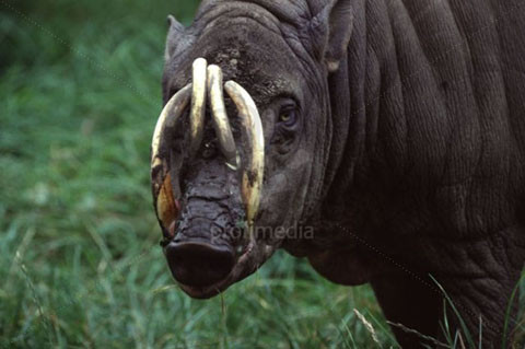 Kỳ lạ loài lợn có nanh cong vút và cặp sừng trên đầu ảnh 5