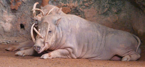 Kỳ lạ loài lợn có nanh cong vút và cặp sừng trên đầu ảnh 1