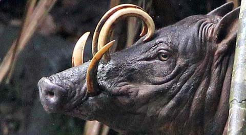 Kỳ lạ loài lợn có nanh cong vút và cặp sừng trên đầu ảnh 3