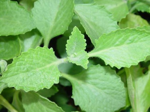 Cây húng chanh. Ảnh: Internet Cây húng chanh