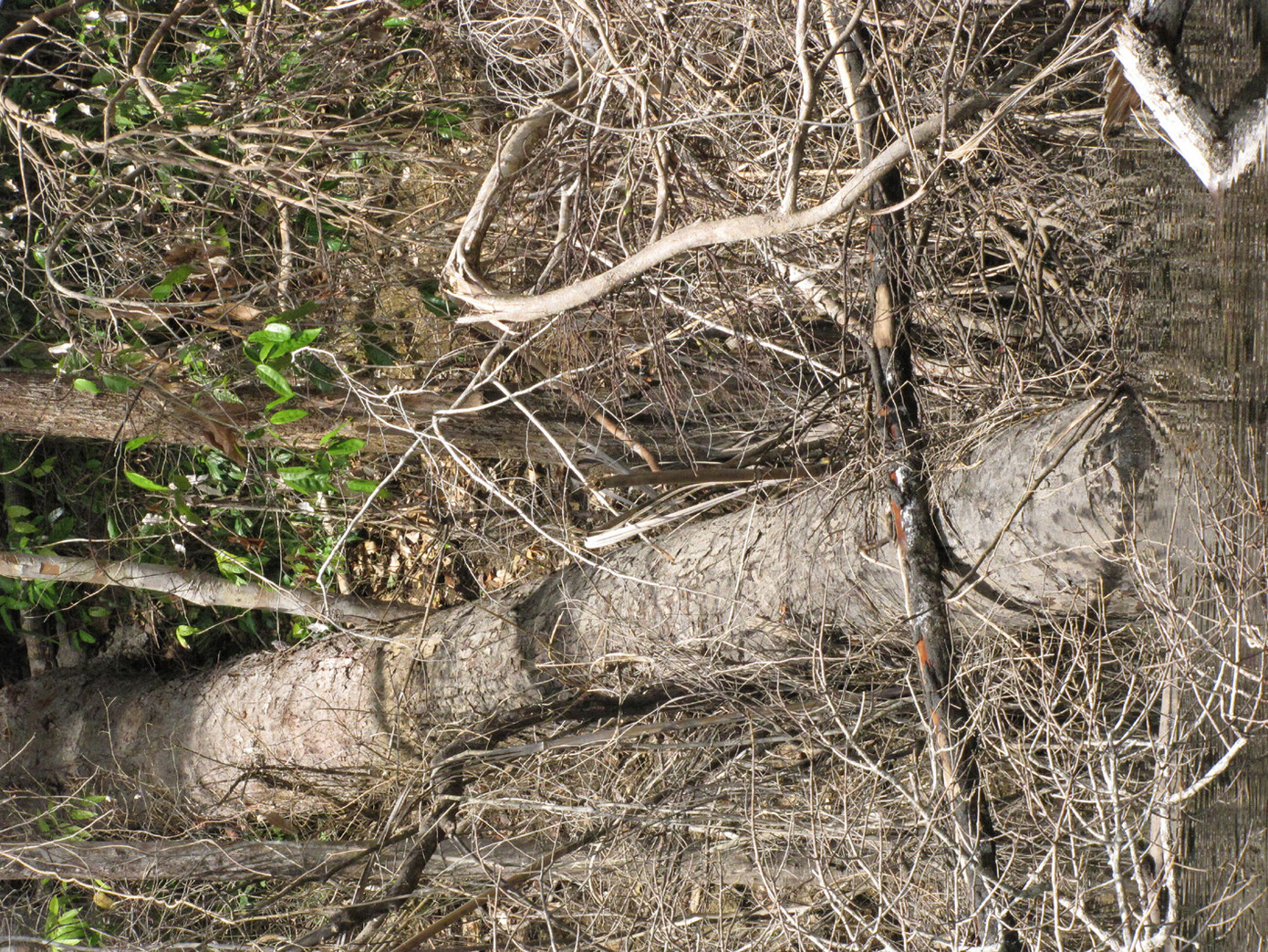 Kontum: Cận cảnh gỗ lậu ảnh 8
