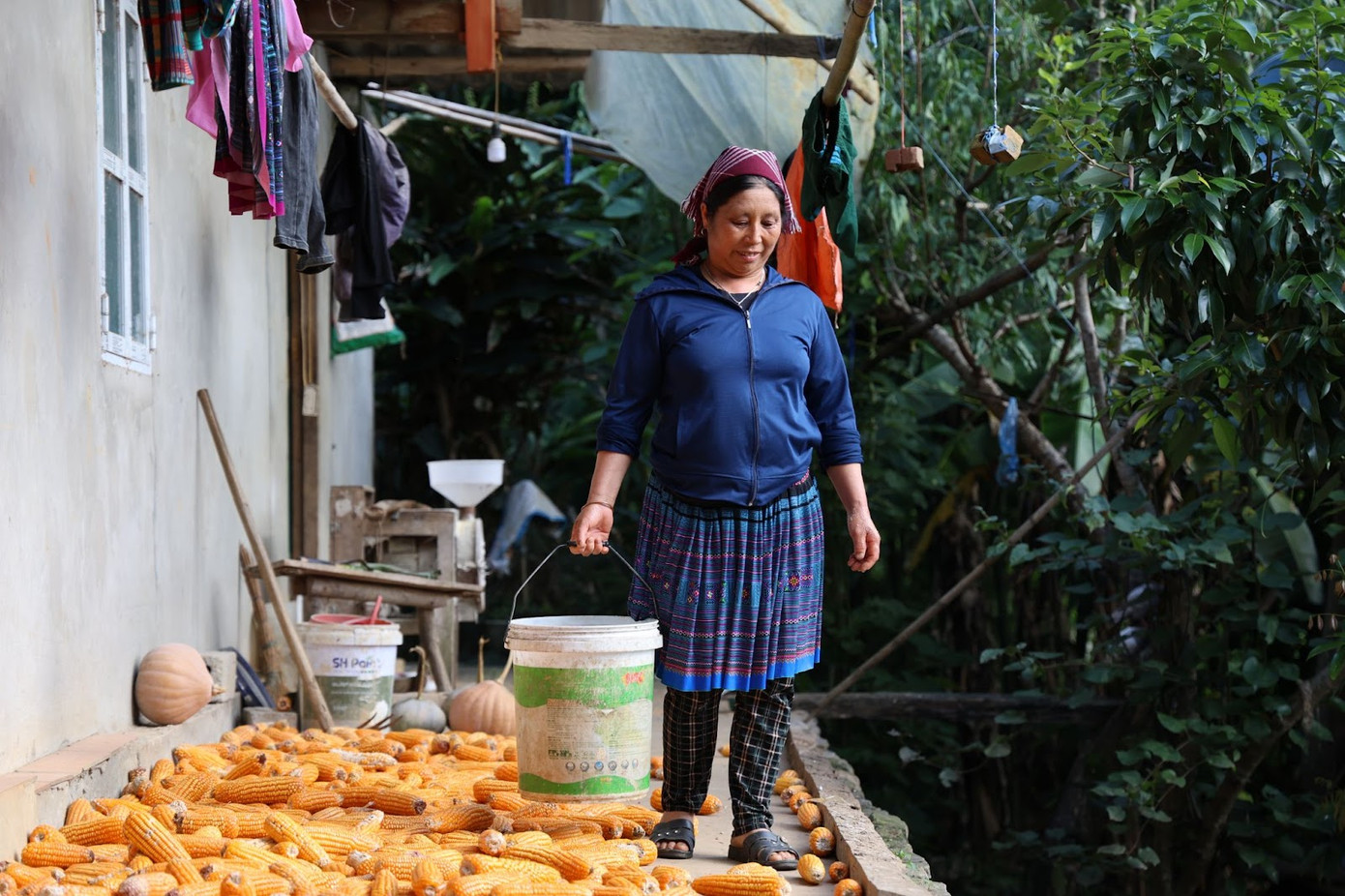 Cuộc sống của gia đình chị Hầu Thị M. vốn chỉ xoay quanh mấy sào ngô