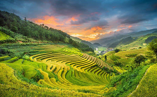 Ngây ngất với vẻ đẹp mùa lúa chín ở cao nguyên Sìn Hồ Ngây ngất với vẻ đẹp mùa lúa chín ở cao nguyên Sìn Hồ