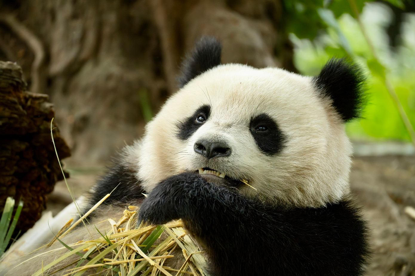 Đến thăm những chú gấu trúc đáng yêu với tour trọn gói Thành Đô – Cửu Trại Câu (Trung Quốc) 6 ngày, trọn gói từ 15,9 triệu