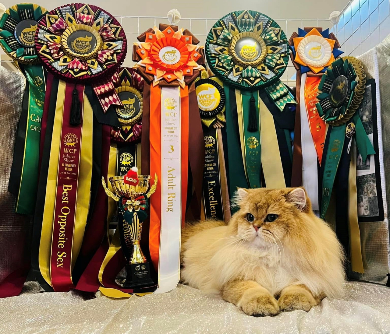 Thông Duy sở hữu nhiều chú mèo đạt nhiều giải cao trong các cuộc thi mèo đẹp trong và ngoài nước. Ảnh: Nhân vật cung cấp