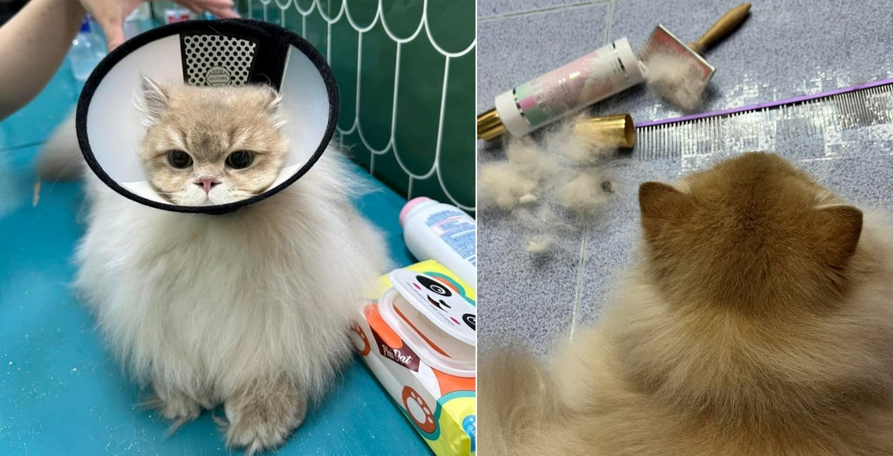 Những chú mèo được Duy đưa đến trung tâm chăm sóc thú cưng chuyên nghiệp để làm đẹp. Ảnh: Nhân vật cung cấp