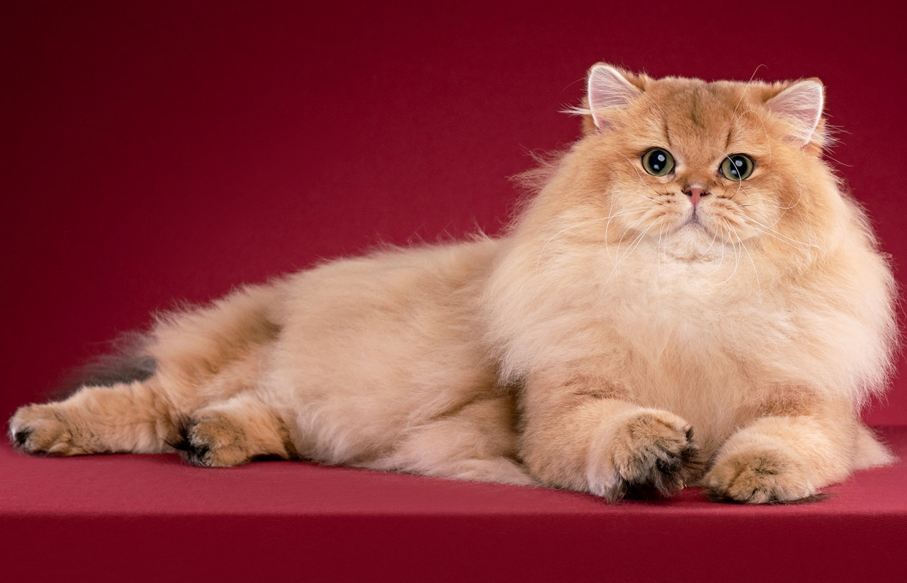 Darwin, chú mèo Anh ở Việt Nam đạt danh hiệu vô địch thế giới trong cuộc thi nhan sắc do WCF tổ chức. Ảnh: Nhân vật cung cấp