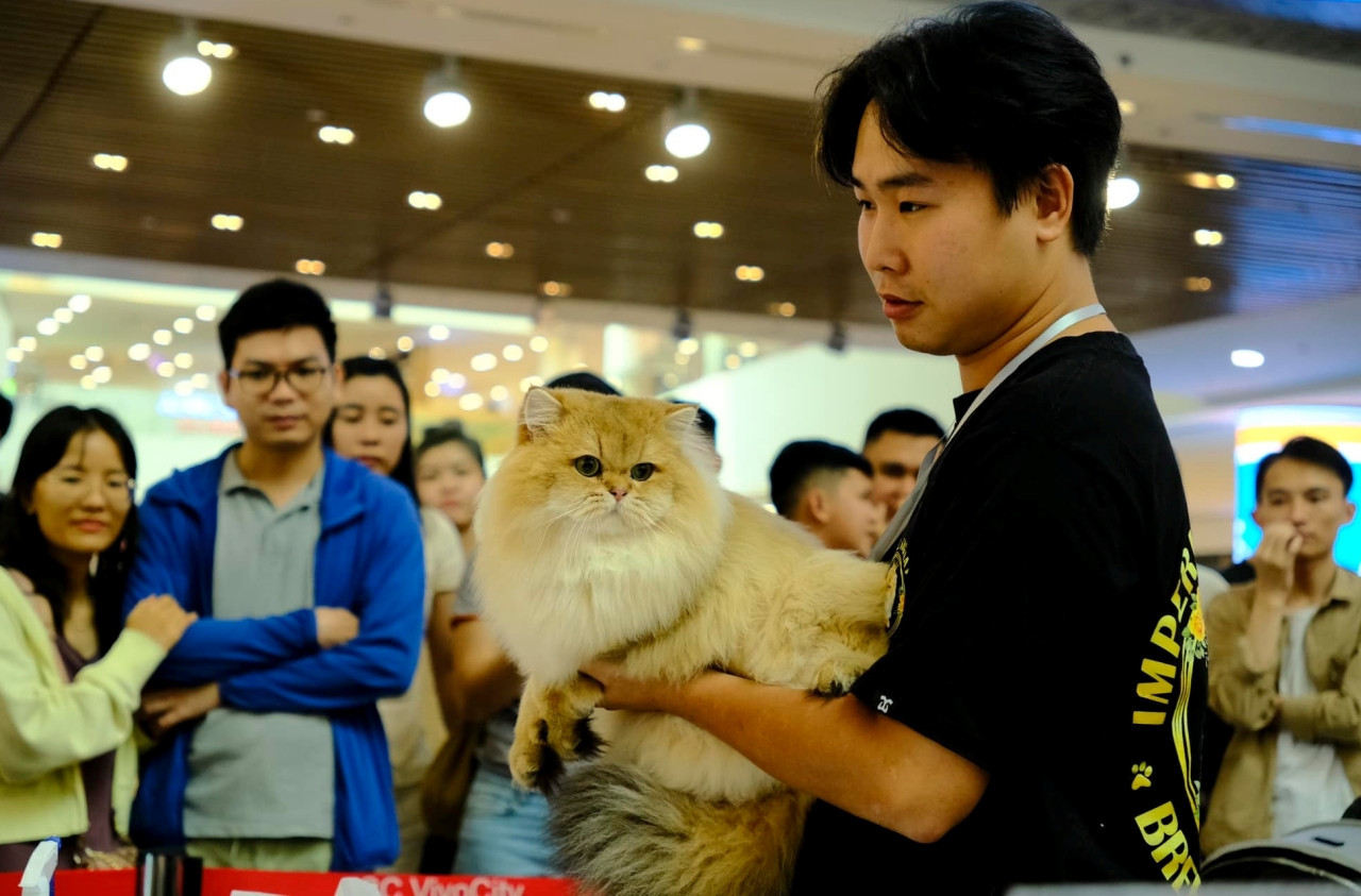 Thông Duy trong một lần tham gia cuộc thi sắc đẹp dành cho loài mèo. Ảnh: Nhân vật cung cấp