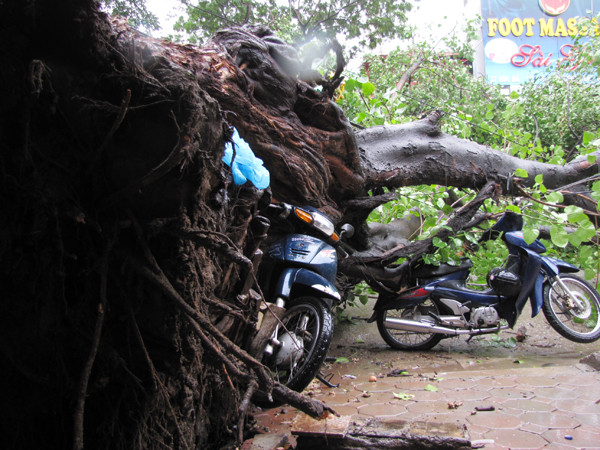 Hai chiếc xe máy bị gốc cây đè lên 
