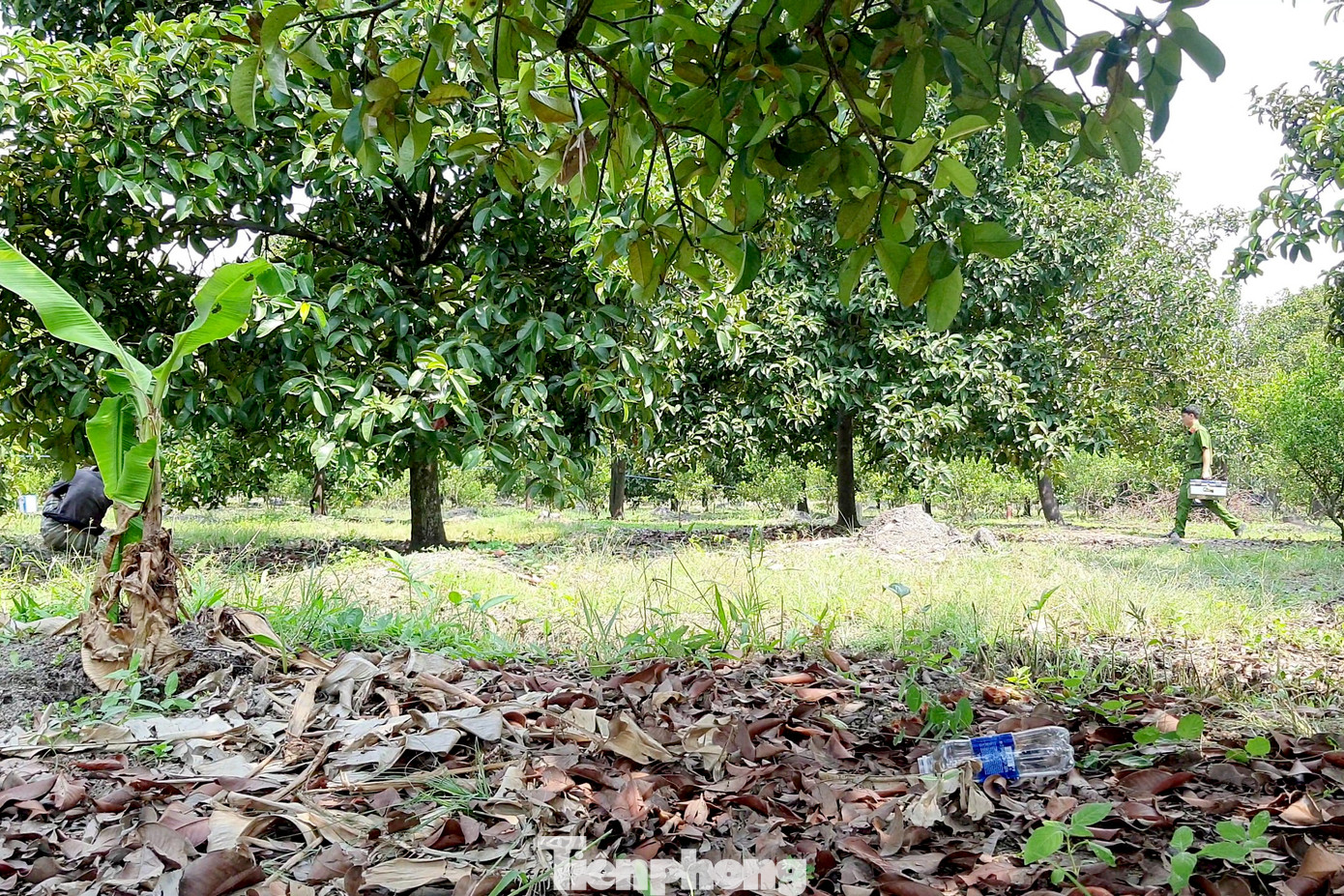 Công an có mặt tại vườn trái cây xảy ra vụ việc (Ảnh: Hoàng Thuận). Công an có mặt tại vườn trái cây xảy ra vụ việc (Ảnh: Hoàng Thuận).