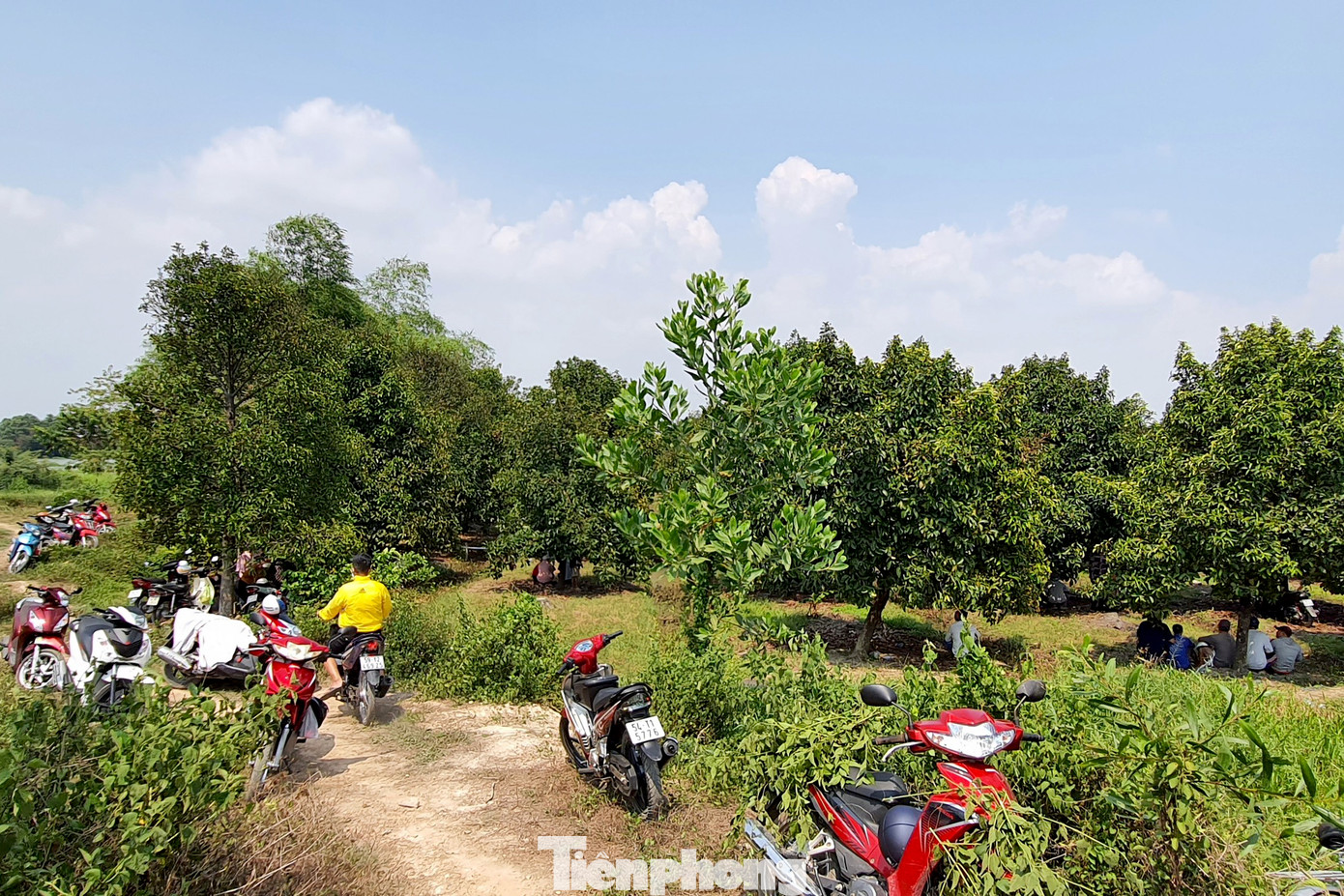 Vườn trái cây xảy ra vụ việc (Ảnh: Hoàng Thuận). Vườn trái cây xảy ra vụ việc (Ảnh: Hoàng Thuận).