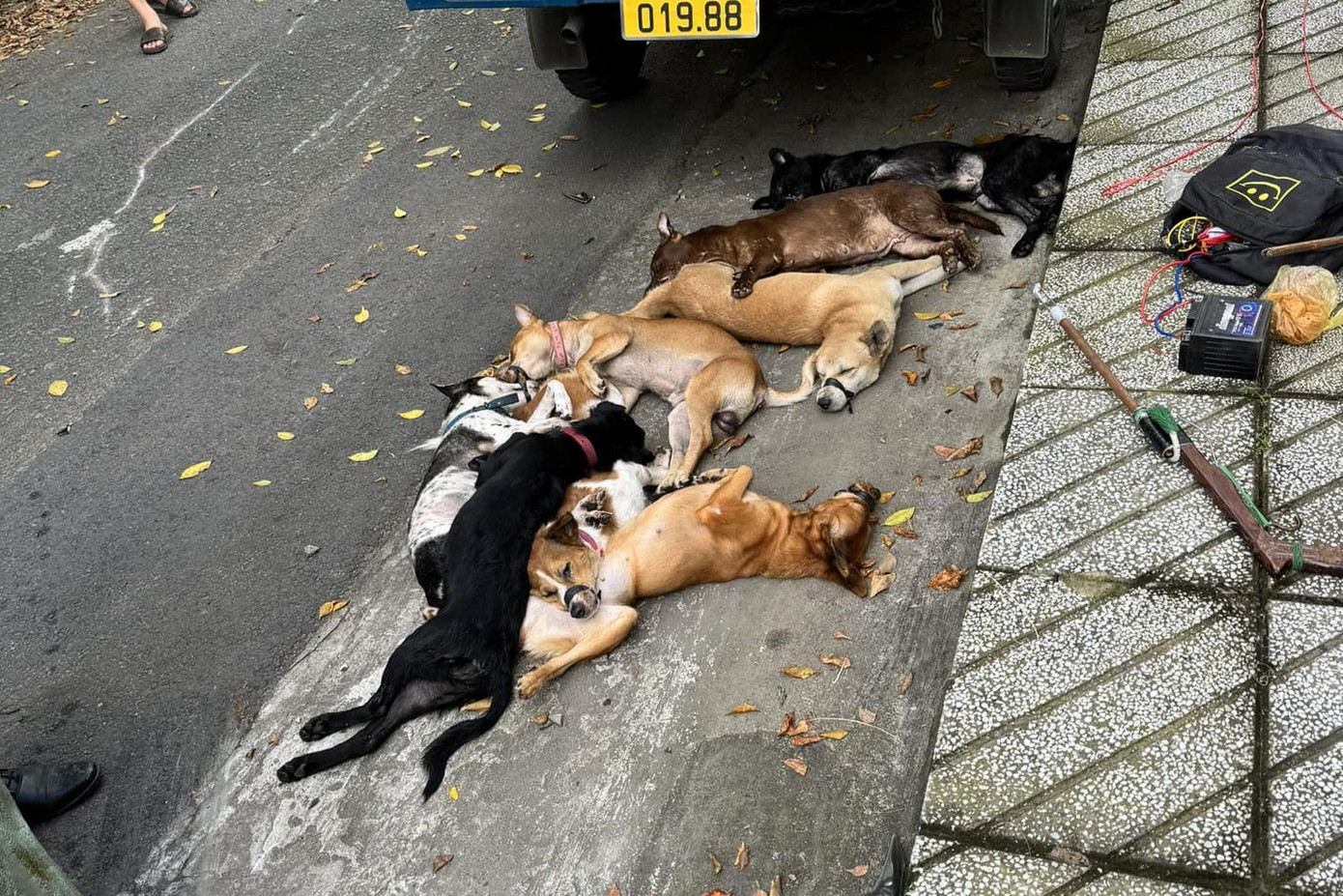 Hai thanh niên để lại súng bắn điện tự chế và gần 10 con chó lại hiện trường. Ảnh: A.X