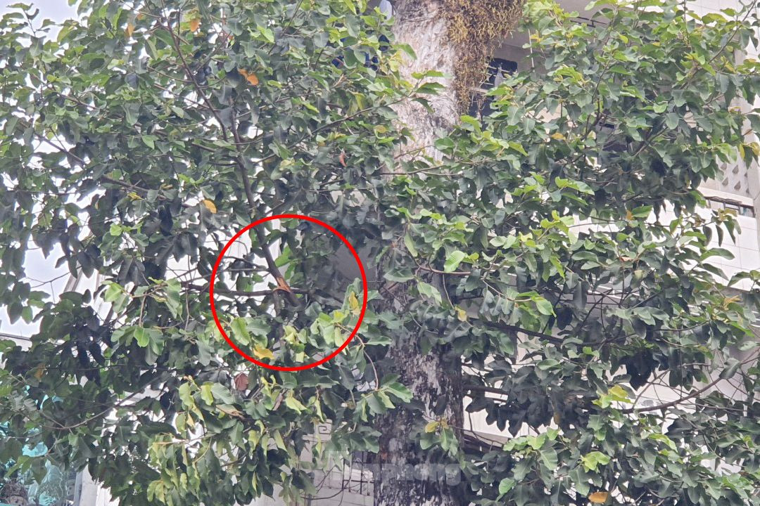 Dấu vết nhánh cây gãy rơi xuống. Ảnh: Hoàng Thuận