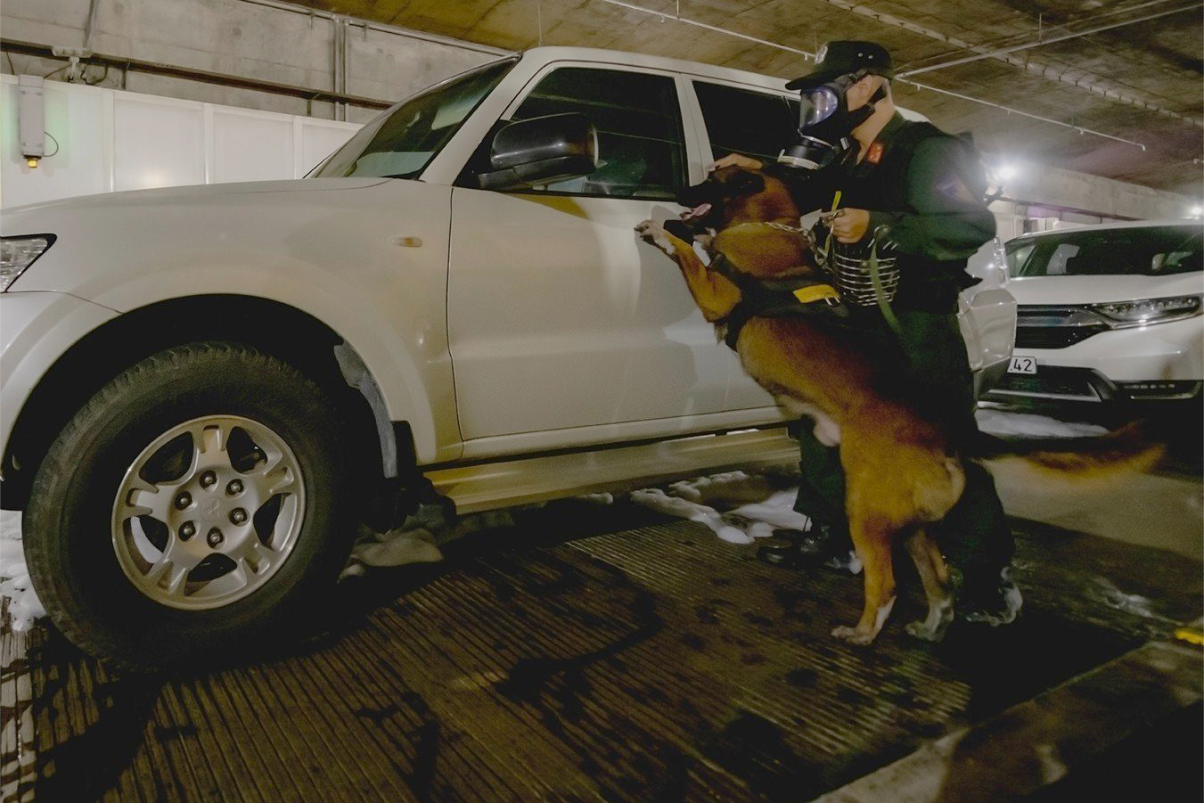 Chó nghiệp vụ được huy động đến tìm kiếm người mắc kẹt.